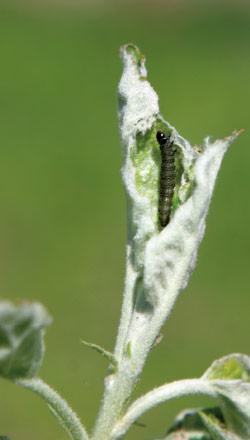 Insektycyd Affirm - zwójki rosnący problem