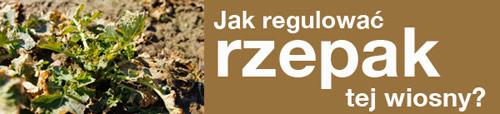 Fungicyd Toprex - jak regulować rzepak