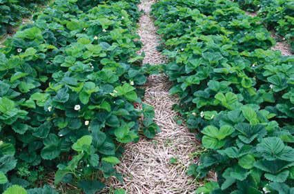 Plantacje truskawek w gospodarstwie Agro-Trus