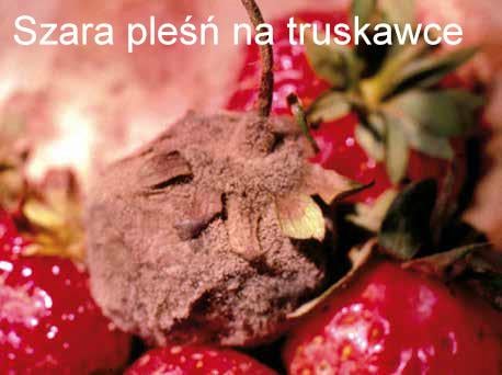 Fungicyd Switch - szara pleśń