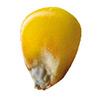 Ziarno typu flint/dent