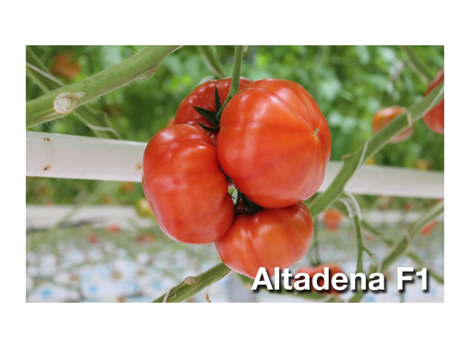 Dni Otwarte Floriańczyk - Altadena F1