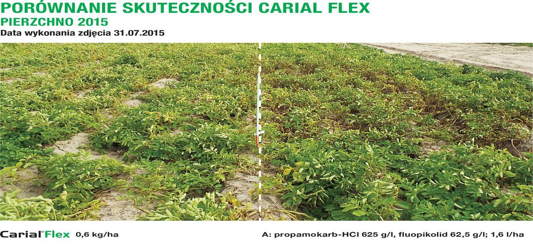 Porównanie skuteczności Carial Flex