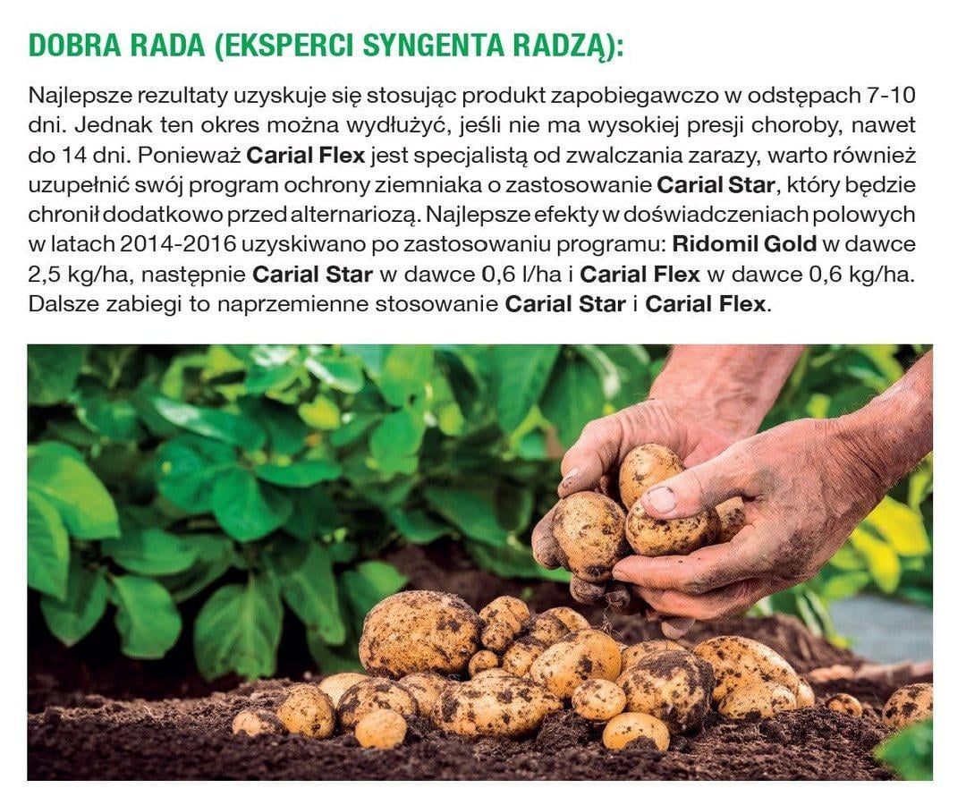 Dobra rada - ziemniak