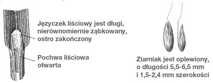 Stop odporności - wyczyniec polny (Alopecurus myosuroides)