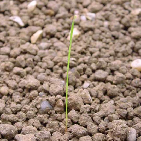 Wyczyniec polny (Alopecurus myosuroides)