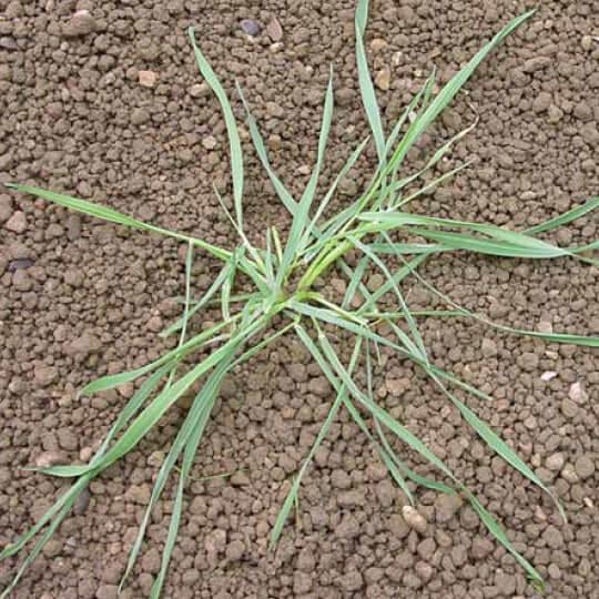 Wyczyniec polny (Alopecurus myosuroides)