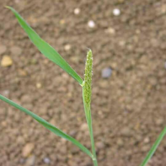 Wyczyniec polny (Alopecurus myosuroides)
