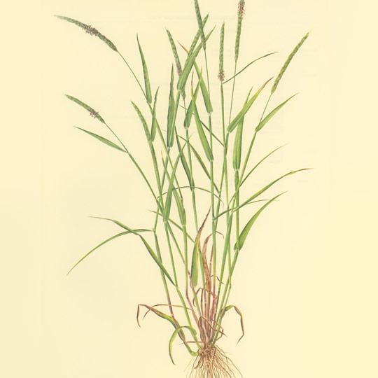 Alopecurus myosuroides (Wyczyniec polny)