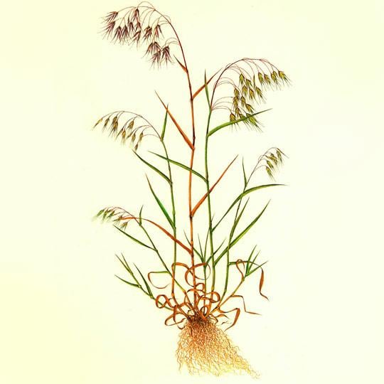 Bromus tectorum (Stokłosa dachowa)