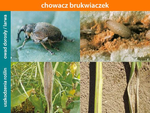 „Chowacze w rzepaku – szkodliwość i zwalczanie”