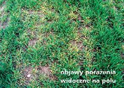 Jak zapobiegać żółtej karłowatości jęczmienia - objawy