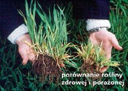 Jak zapobiegać żółtej karłowatości jęczmienia - epidemiologia