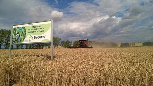 CASE IH podjął wyzwanie Syngenta! - uprawa zboża