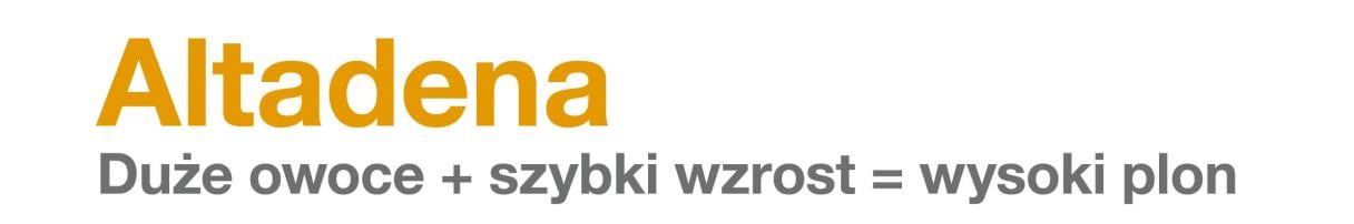 Altadena F1: duże owoce + szybki wzrost = wysoki plon