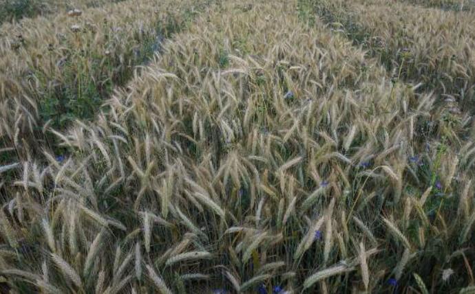 Axial Komplett Pak - Axial Komplett Pak (1L + 0,02 kg/ha)
