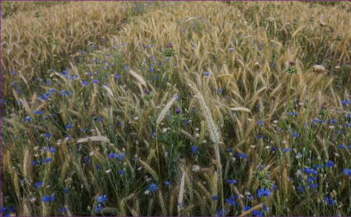 Axial Komplett Pak - fenoksaprop+jodosulfuron+ amidosulfuron (1l/ha + 0,125l/ha
