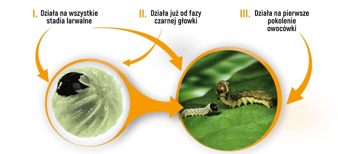 affirm działania