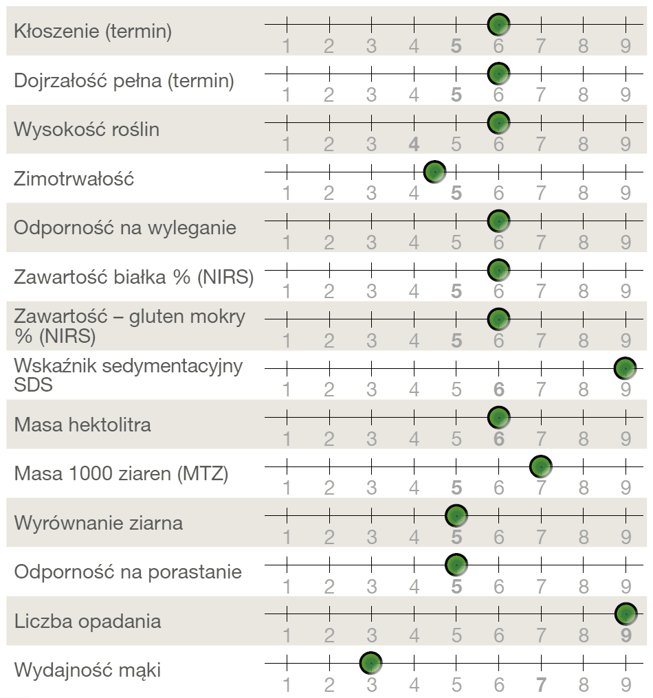 Pszenica ozima SY Dubaj od Syngenta - opis