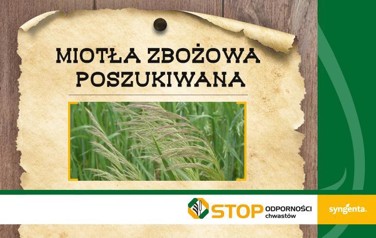 Miotła zbożowa poszukiwana!