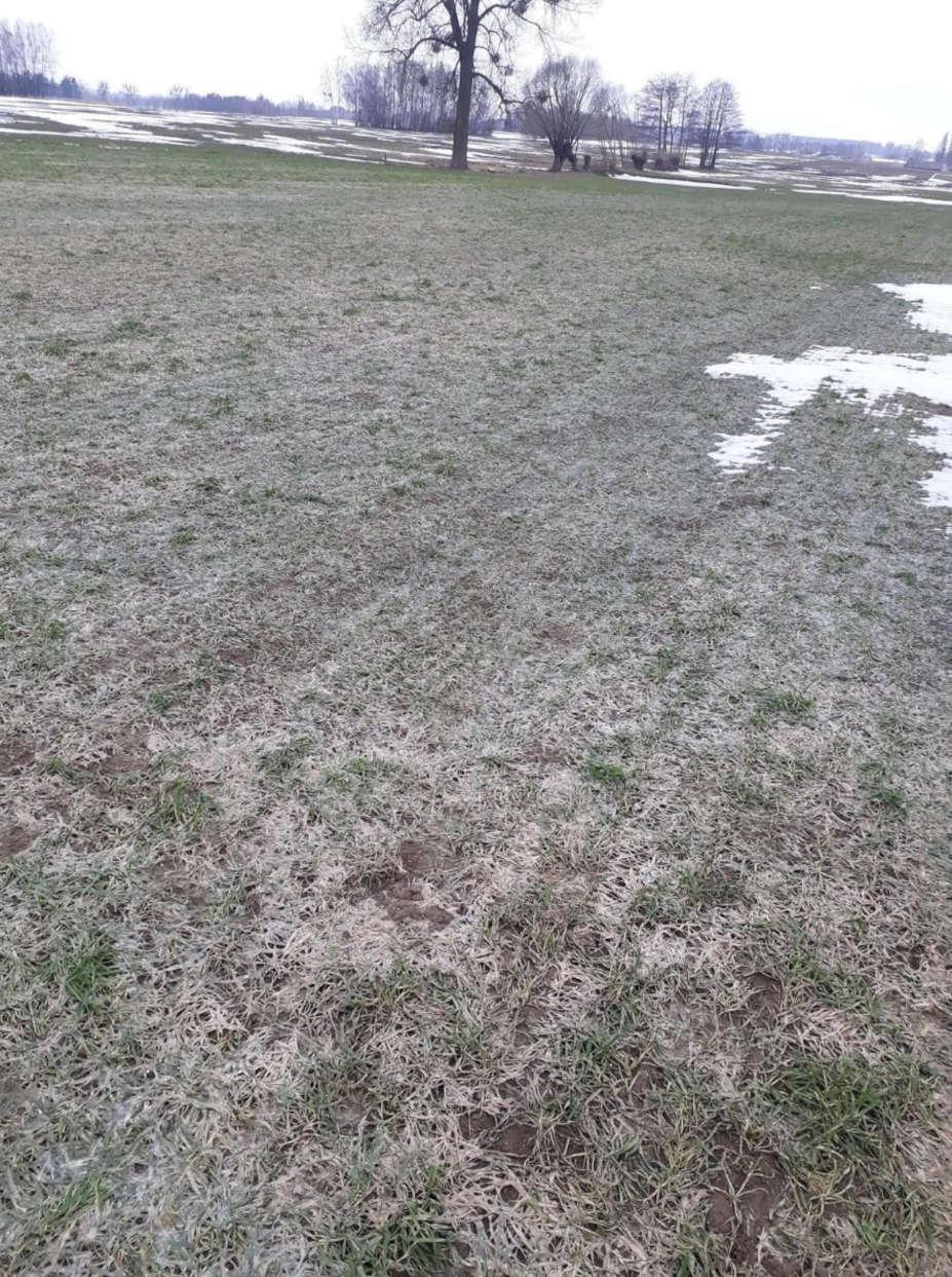Pamiętaj - zapraw se - zdjęcie pleśni śniegowej