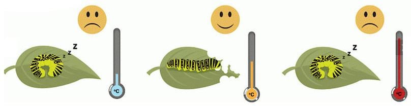 Przed zabiegiem - temperatura powietrza.jpg