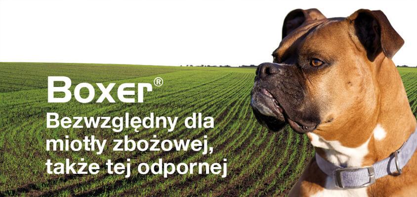 Boxer