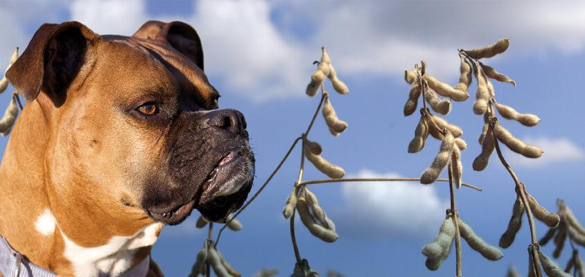 Boxer