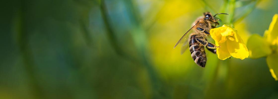 Uprawy - Syngenta tworzy siedliska dla pszczół, trzmieli, motyli i innych owadów zapylających