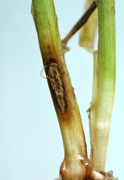 Ostra plamistość oczkowa - 3