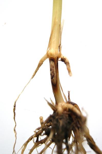 Ostra plamistość oczkowa - 4