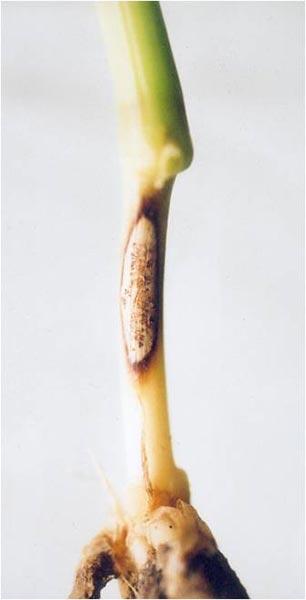 Ostra plamistość oczkowa - 6