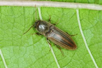 product-lp-force-lineatus-img01.jpg