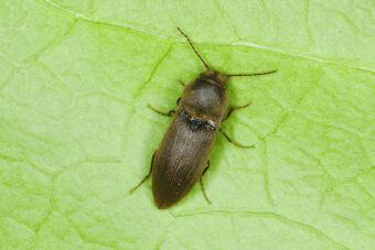 product-lp-force-obscurus-img01.jpg