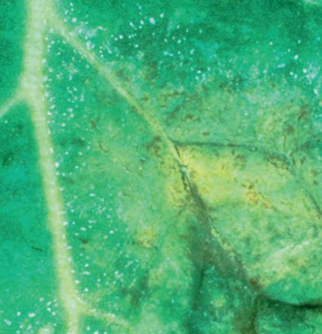 Cylindrosporioza (Cylindrosporium concentrium)