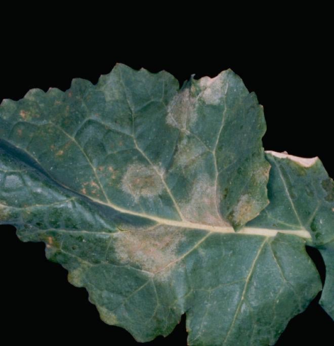 Sucha zgnilizna kapustnych (Phoma lingam)