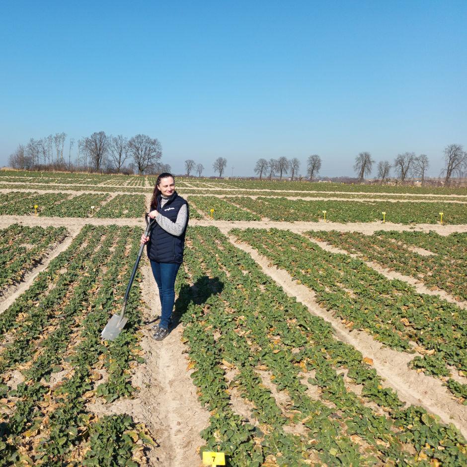 Stan plantacji rzepaku ozimego – Książnice Wielkie, 29 marca 2022 r. - Zdjęcie 1