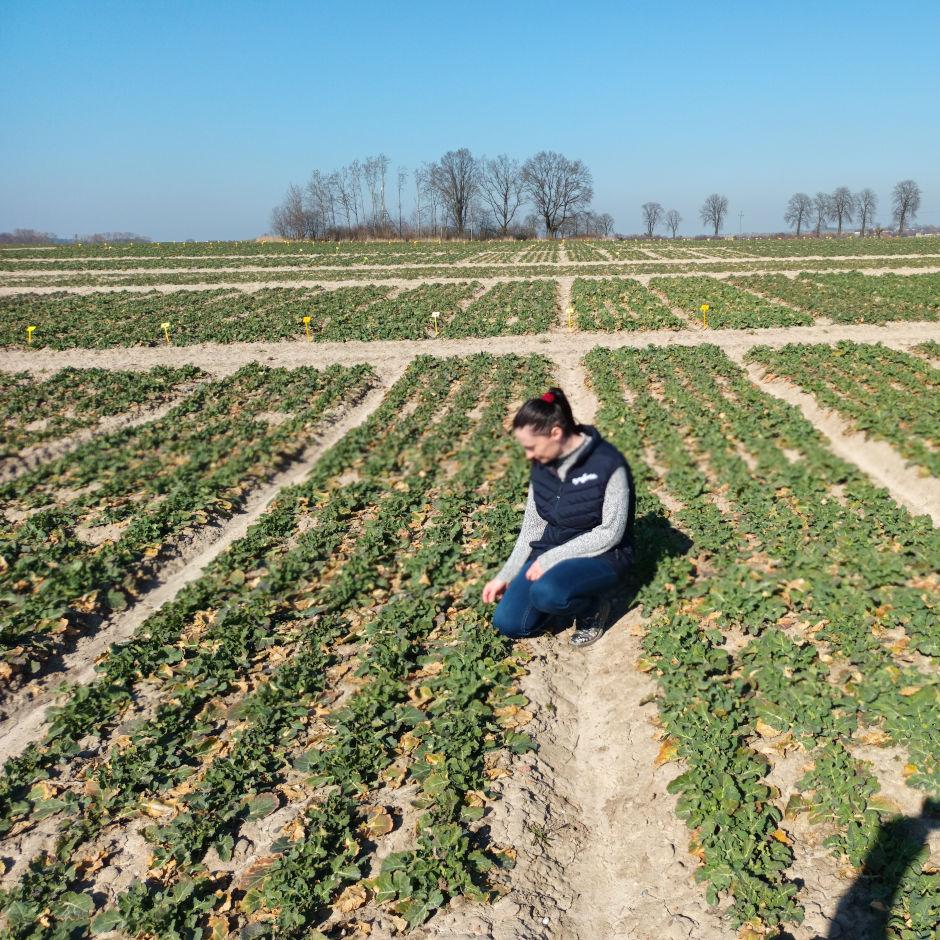 Stan plantacji rzepaku ozimego – Książnice Wielkie, 29 marca 2022 r. - Zdjęcie 3