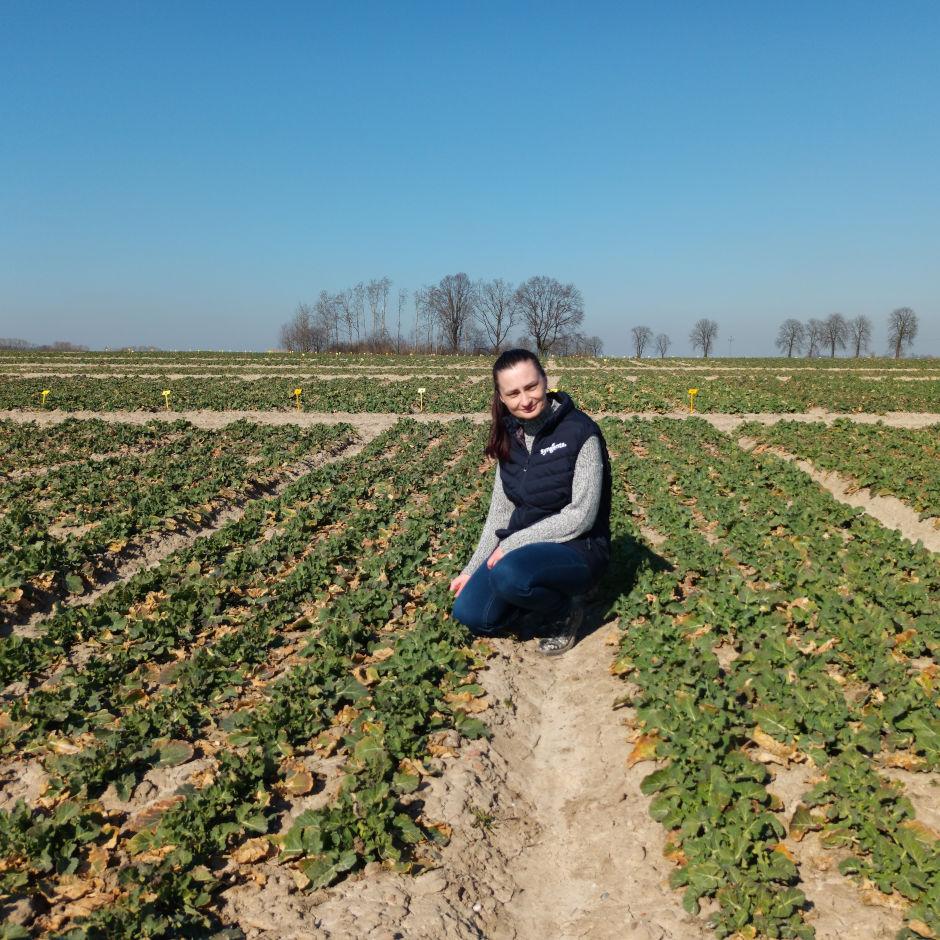 Stan plantacji rzepaku ozimego – Książnice Wielkie, 29 marca 2022 r. - Zdjęcie 4