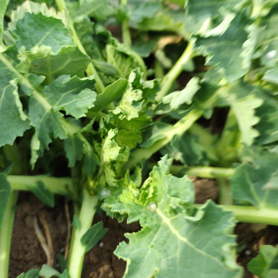 Stan plantacji rzepaku ozimego – Książnice Wielkie, 29 marca 2022 r. - Zdjęcie 5