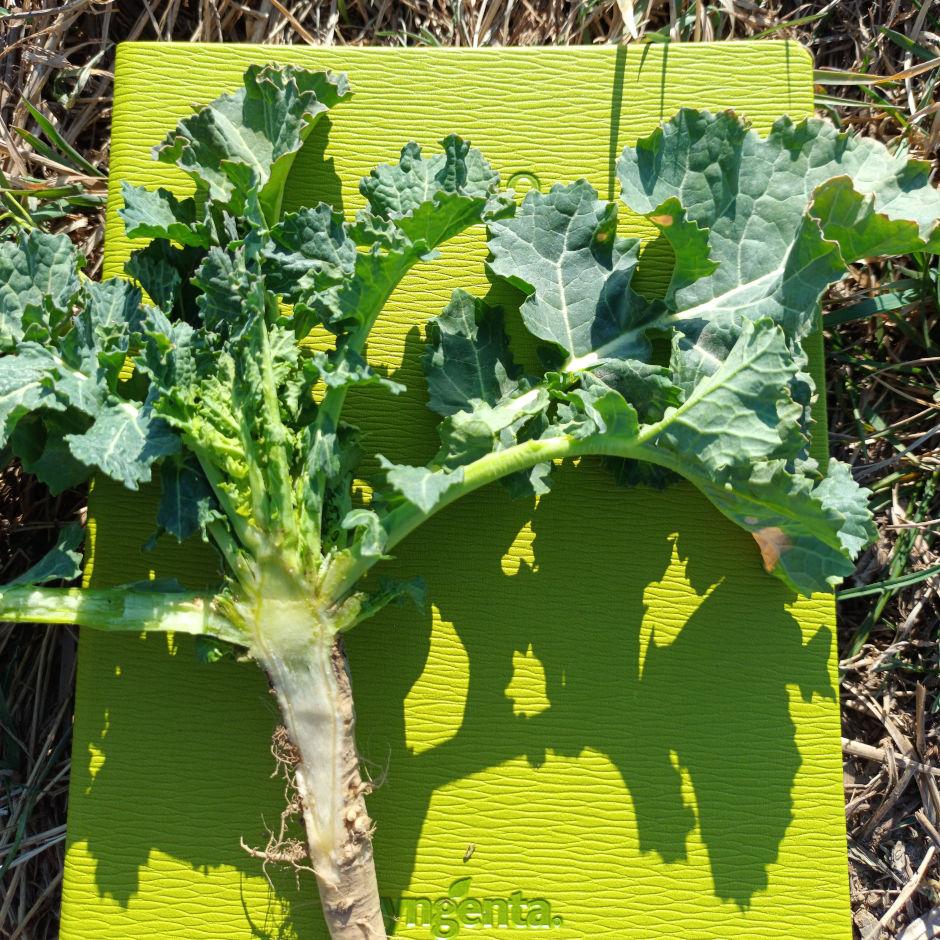 Stan plantacji rzepaku ozimego – Książnice Wielkie, 29 marca 2022 r. - Zdjęcie 8