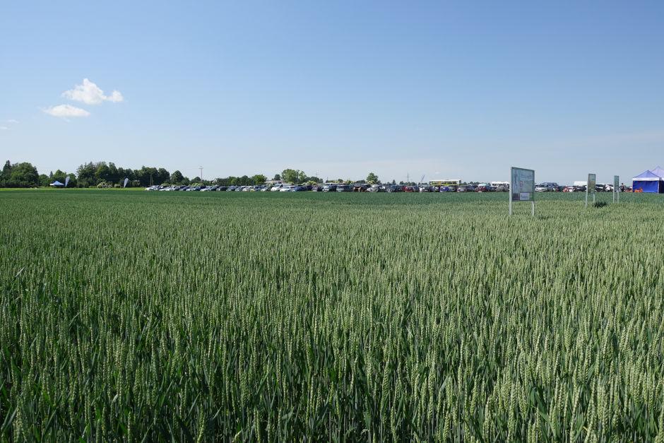 Ruszyły spotkania polowe Syngenty – Pola Klasy S. Zgłoś swój udział! - Zdjęcie 8