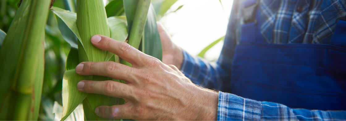 Syngenta | Cropwise seed selector |