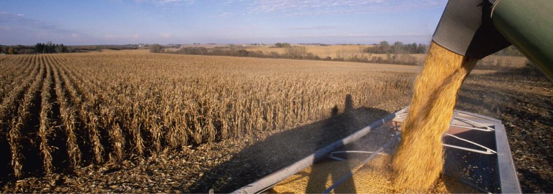 Syngenta |Seed Selector |