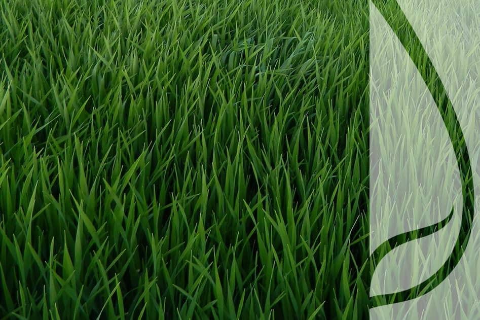 Jak poprawnie wykonać nawożenie jęczmienia ozimego