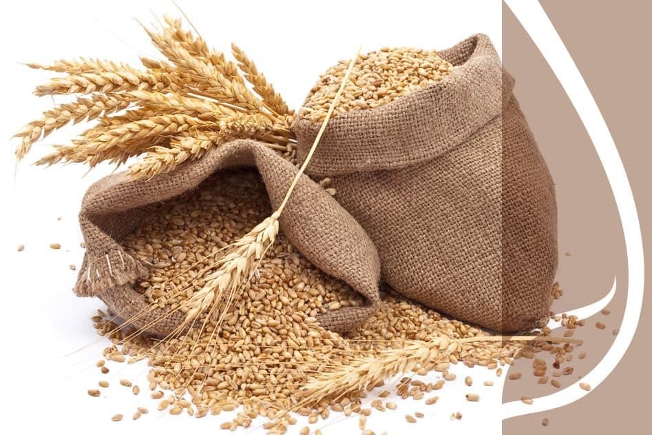 Najlepsze zimotrwałe odmiany pszenicy ozimej