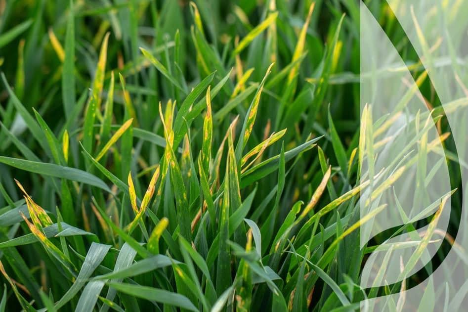 Septorioza – czym jest i co powinieneś o niej wiedzieć