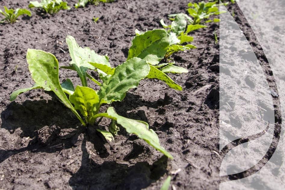Siejesz buraki i strączkowe po kukurydzy?