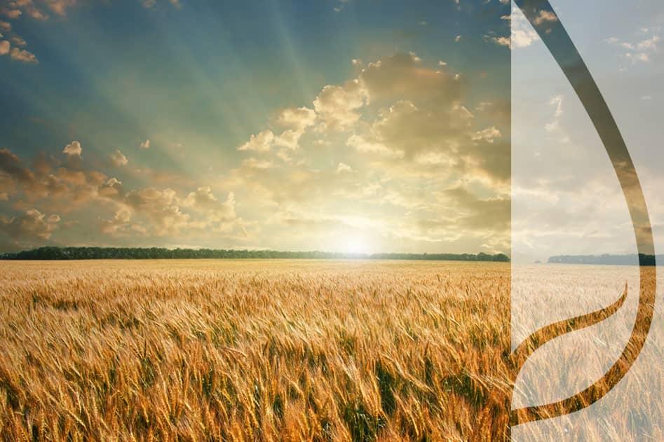 W jakich warunkach nie należy skracać pszenicy