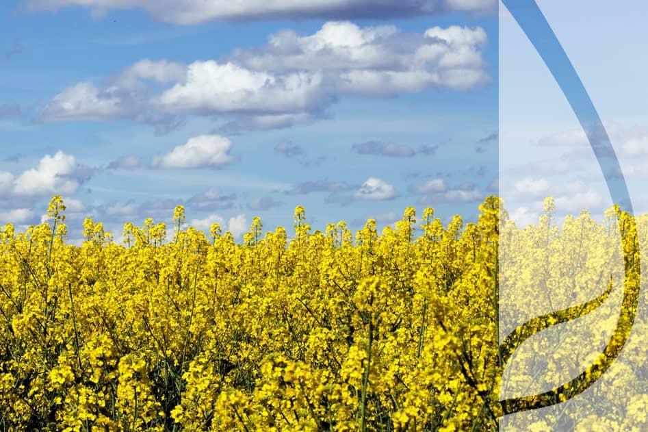 Odmiany rzepaku przynoszące najwyższe plony